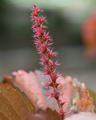 Red Cat - Tail